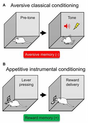 From Isolated Emotional Memories to Their Competition During Conflict